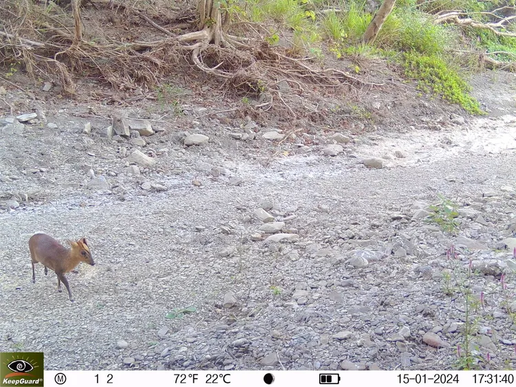該調查位點也是山羌頻繁出沒的地方。林保署提供