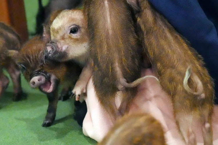 東京「迷你豬咖啡館」的小豬。美聯社