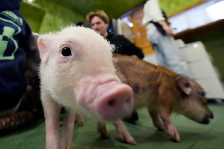 東京「迷你豬咖啡館」的小豬。美聯社