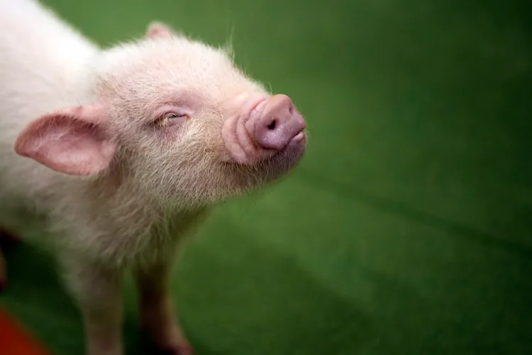 東京「迷你豬咖啡館」的小豬。美聯社