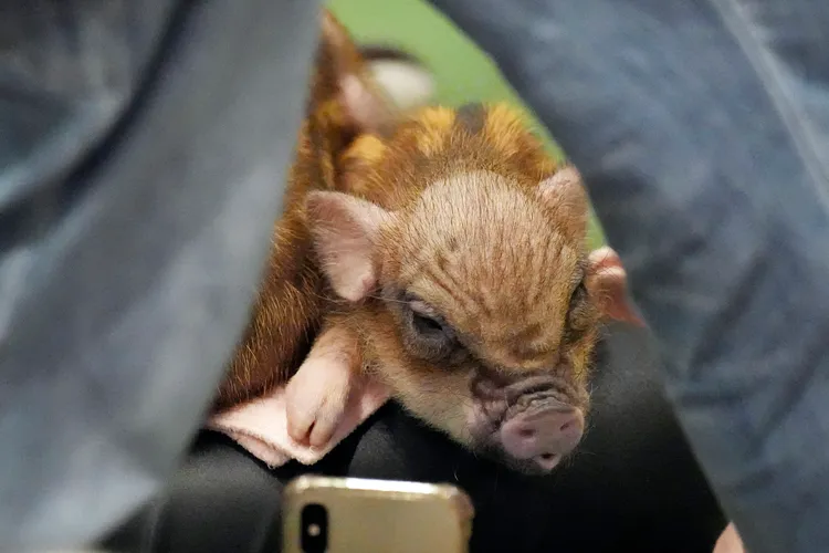 東京「迷你豬咖啡館」的小豬。美聯社