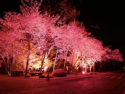 美翻了!武陵農場賞櫻白天夜晚大不同 粉紅夜櫻好夢幻