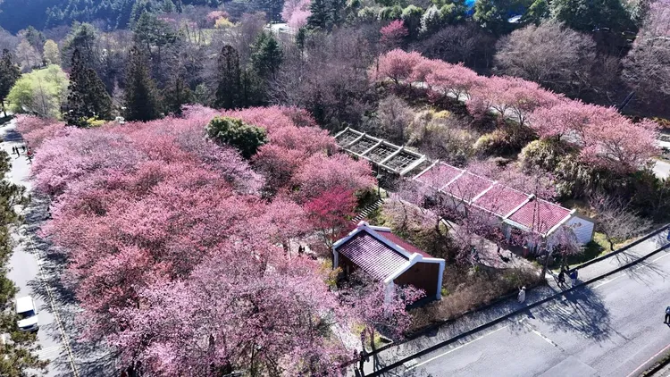 武陵櫻花目前已呈滿開狀況。武陵農場提供