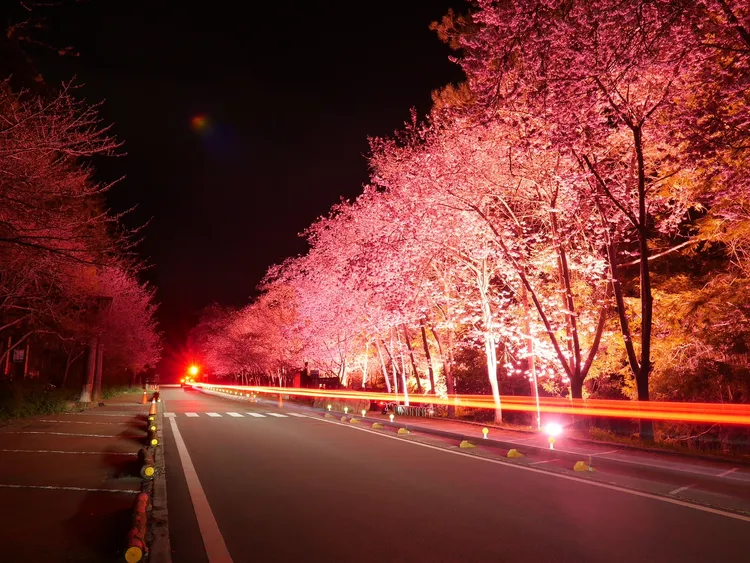 整片的櫻花林在燈光照射下，閃耀著粉紅色的光芒。武陵農場提供