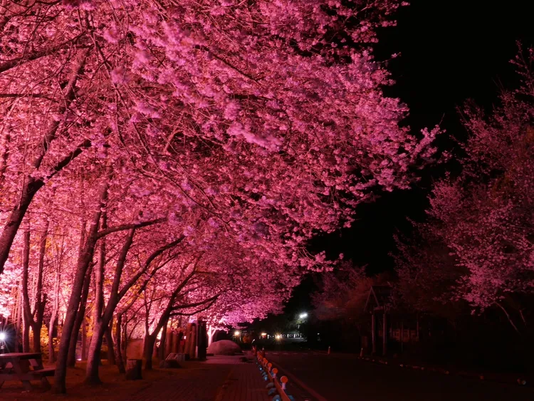 櫻花林在黑暗中閃耀粉紅色的光芒，令人宛如置身在夢幻國度。武陵農場提供