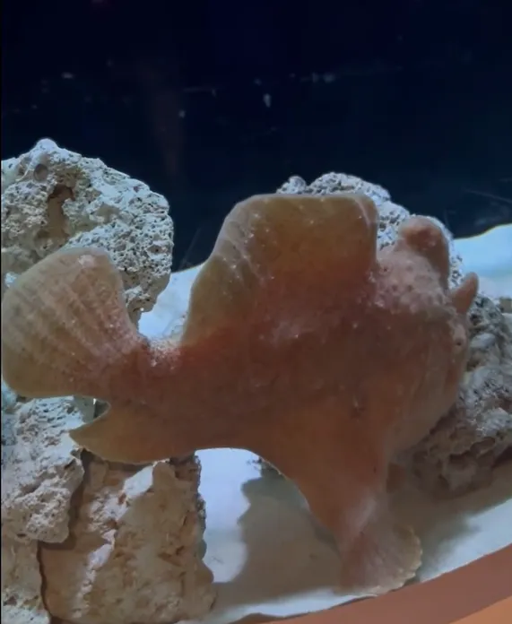 康氏躄魚用魚鰭交替的「步行」姿態前進。翻攝自遠雄海洋公園臉書