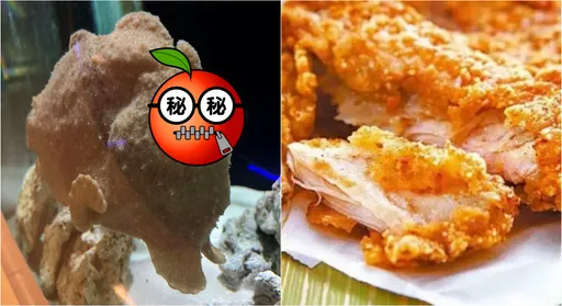 水族缸出現「會走路的雞排」！奇特畫面曝光　網嗨：想咬一口
