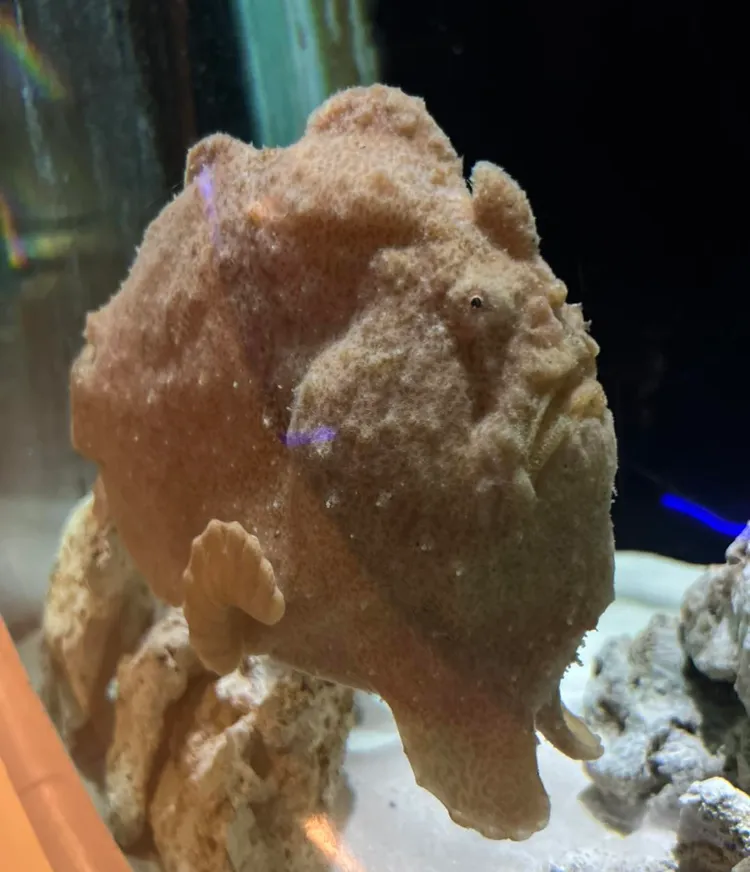 水族缸出現「會走路的雞排」其實是海洋界的動物偽裝大師康氏躄魚。翻攝自遠雄海洋公園臉書