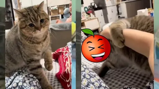 鏟屎官造反！喵皇出爪開扁擒拿　可愛攻擊最無敵