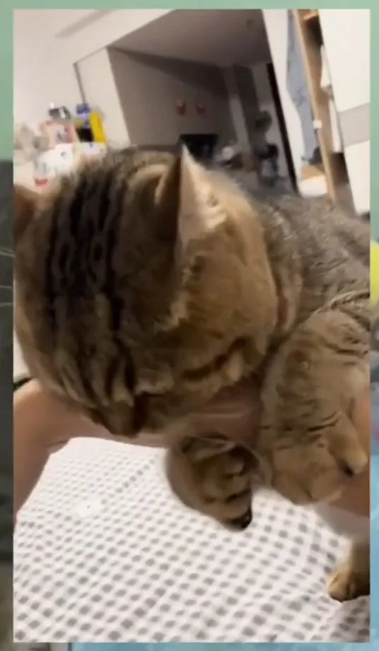 貓咪整個環抱手臂，不是撒嬌是比武。IG @catlovers294 提供