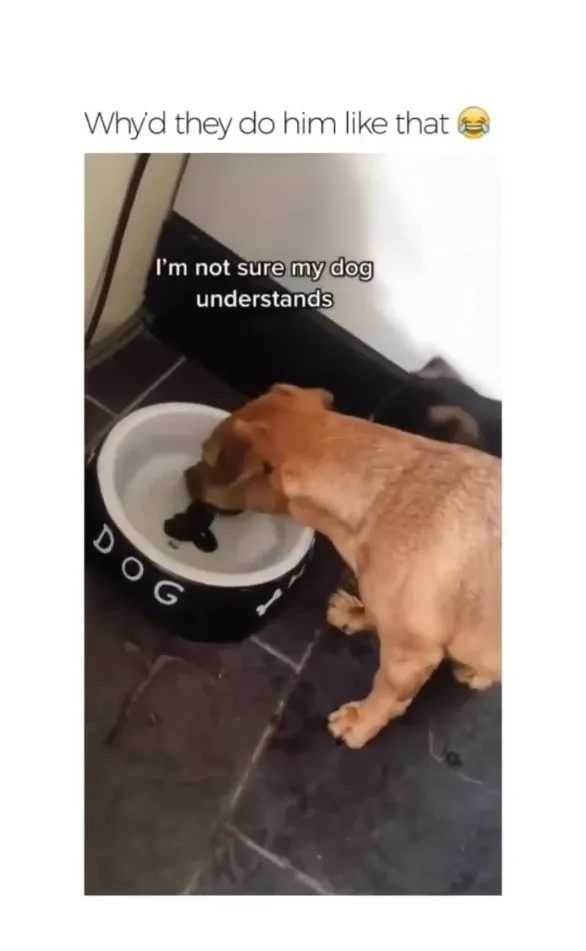 碗裡的骨頭為何都啃不到？IG @the.worldofdogsandcats  提供