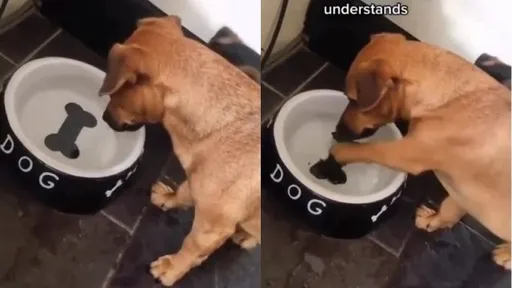 這根骨頭太黑心 讓汪星人怎麼也咬不著