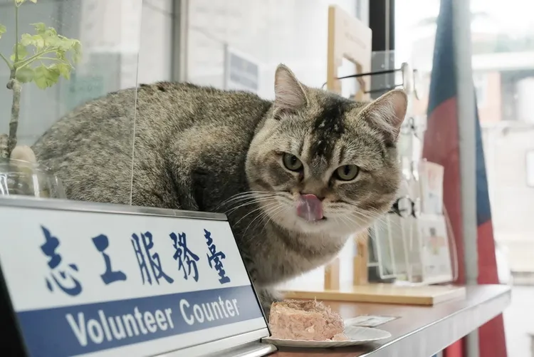新北市板橋區1隻貓咪7日走失，被送往警察派出所協尋，員警除了給予照顧也買來罐頭，胖胖的貓咪趴在志工服務台，相當可愛。中央社（新北海山警分局提供）