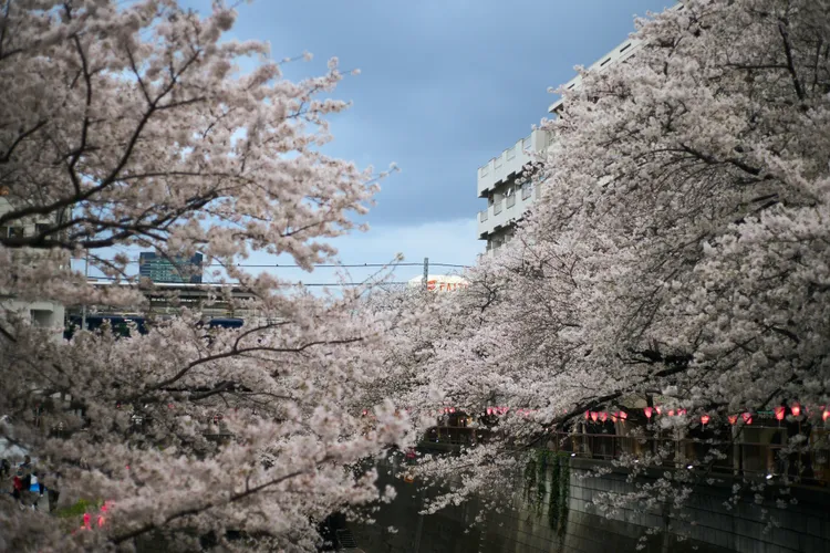 2023年的東京櫻花。新華社