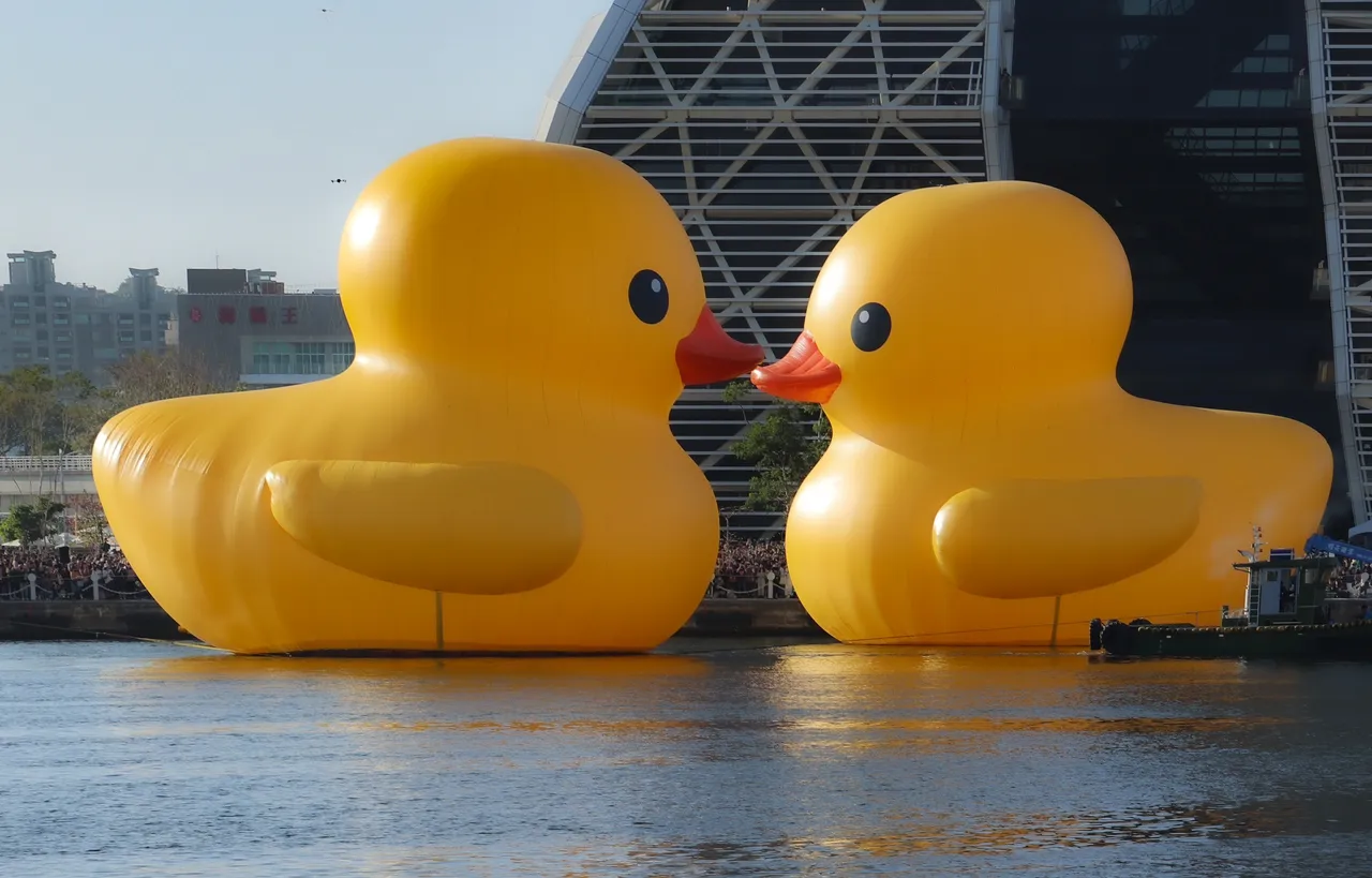 西洋情人節合體放閃！雙鴨「錯位親嘴」 萬人搶拍照黃色小鴨｜壹蘋新聞網