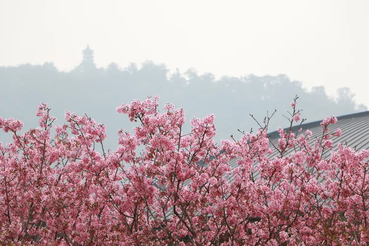 粉紅櫻花讓日月潭披上粉嫩色彩。業者提供