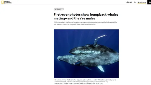 罕見座頭鯨交配被人類拍到 而且「牠們都是雄性」