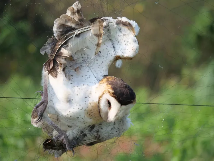 草鴞受鳥網誤捕威脅。林保署提供