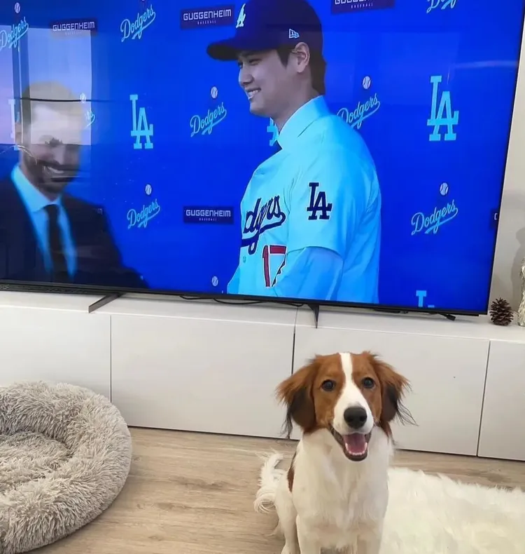 圖為大谷翔平的愛犬之前在家裡看主人上電視。翻攝MLB推特