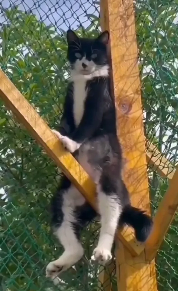 你在看偶嗎？偶現在非常舒適慵懶。IG @the.worldofdogsandcats 提供