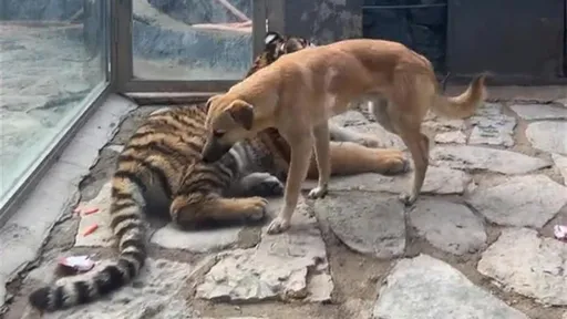 動物園這隻叫非洲獅? 園方認了牠是狗「與同籠東北虎是好友」