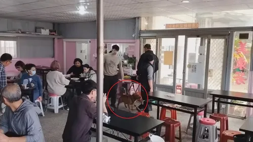 比特犬狂吠邻桌孩童!家长护子爆口角 饲主竟呛「咬到我负责」