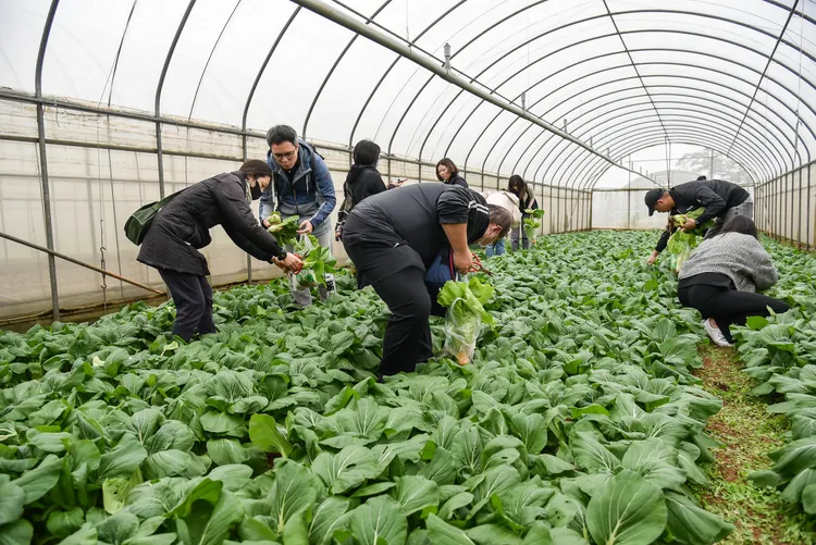 Kia總代理台灣森那美起亞號召員工，親手挽起袖子將新鮮採摘的有機蔬果製作成愛心禮盒，將溫馨散播社會。業者提供