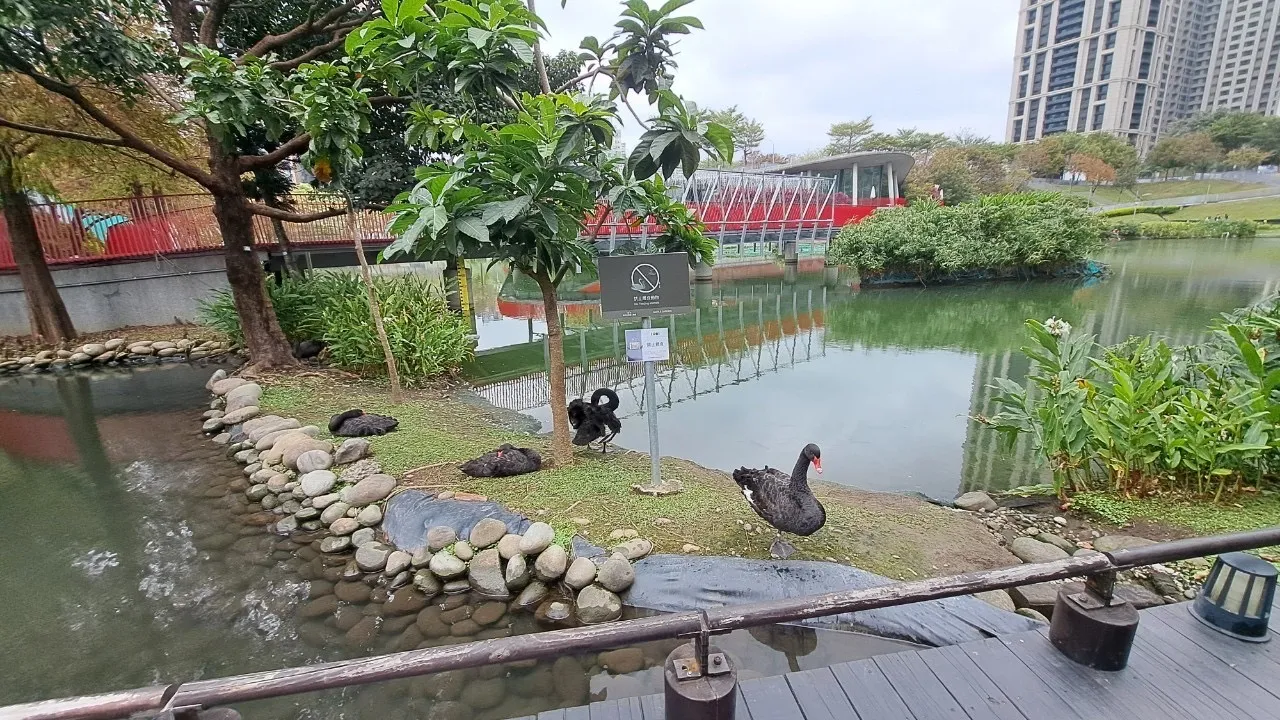 市府呼籲民眾切勿任意餵養食物,以免影響天鵝的健康,也不要跨越欄杆干擾牠們的生活。市府提供