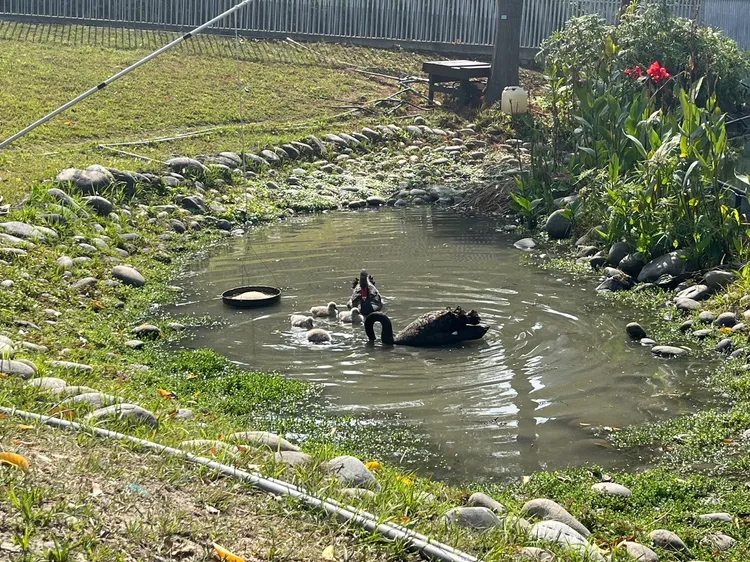 建設局立即啟動「守護鵝寶計畫」，以確保鵝寶寶們順利平安長大。市府提供