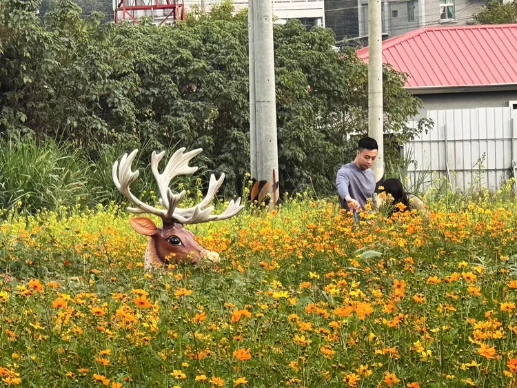 「花間小鹿」成拍照寵兒。翻攝台南山上花園水道博物館粉專