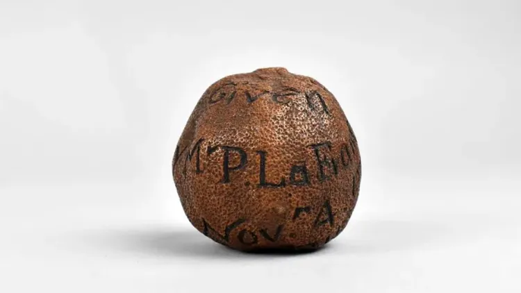 這顆19世紀保留下來的檸檬，可能是送給情人的禮物。翻攝布雷特斯拍賣行IG