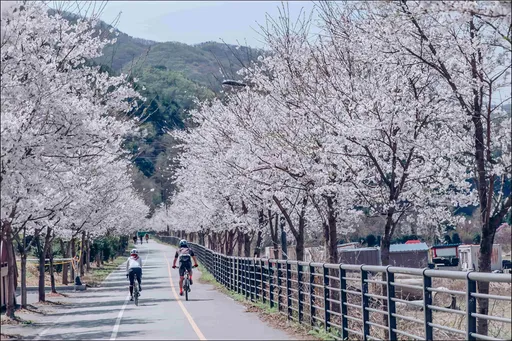 2024只走花路!Klook開春精選韓國5大浪漫花海遊 專屬信用卡享優惠