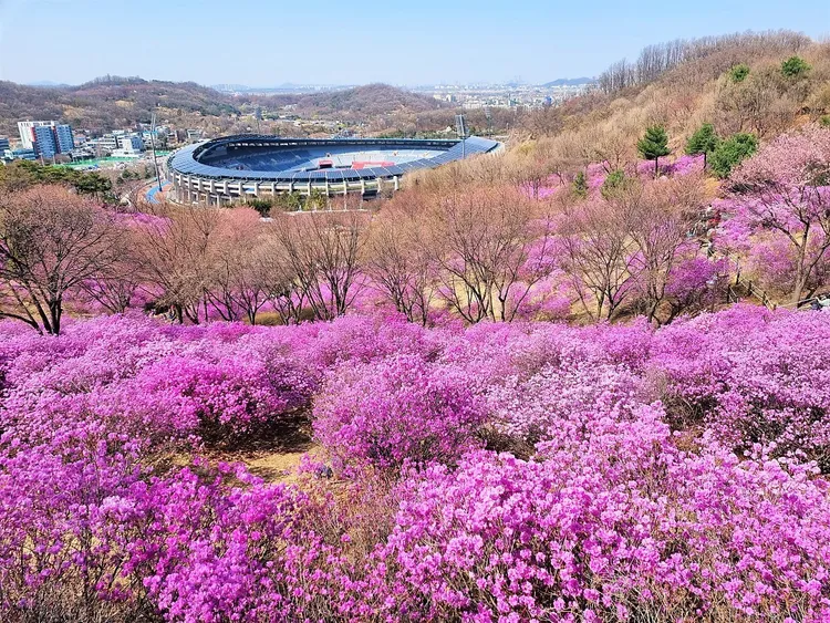 「富川杜鵑花節」欣賞滿山遍紫的杜鵑花海、品嚐在地小食。業者提供