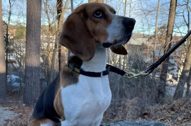 揪出行李有問題的海關緝毒犬「巴迪」。美國CPB