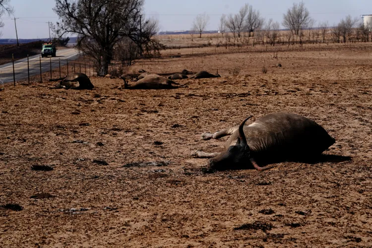 野火肆虐過後的加那丁牛隻屍橫遍野。路透社