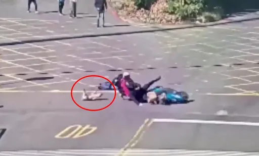 毛孩肇逃片|带狗散步冲出「肇事」 衰啊!骑士摔车仆街痛痛der