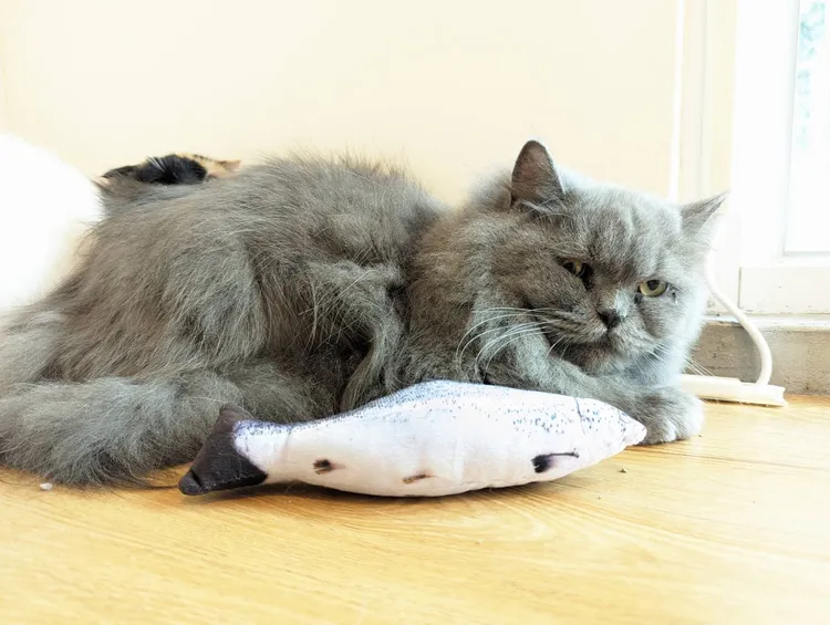 沒入貓咪將開放認養。縣府提供