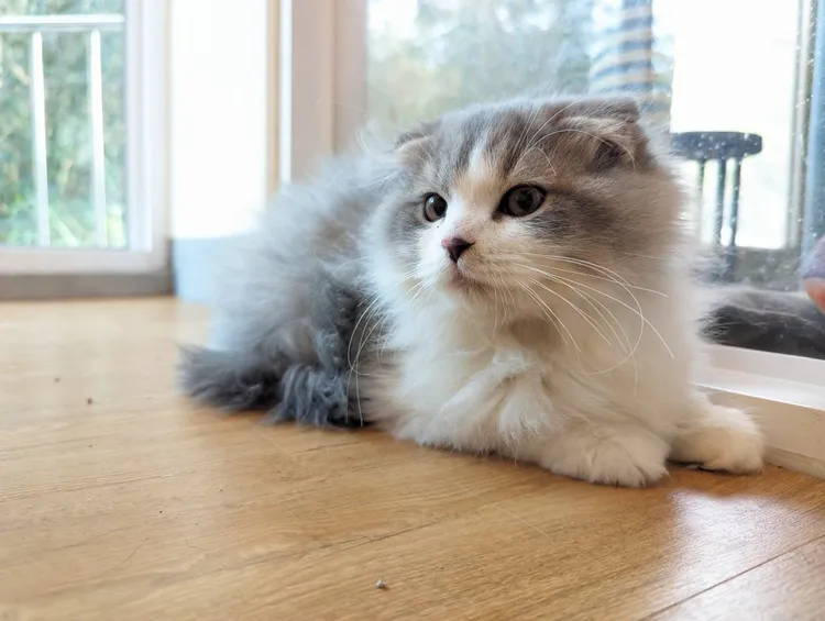 沒入貓咪將開放認養。縣府提供