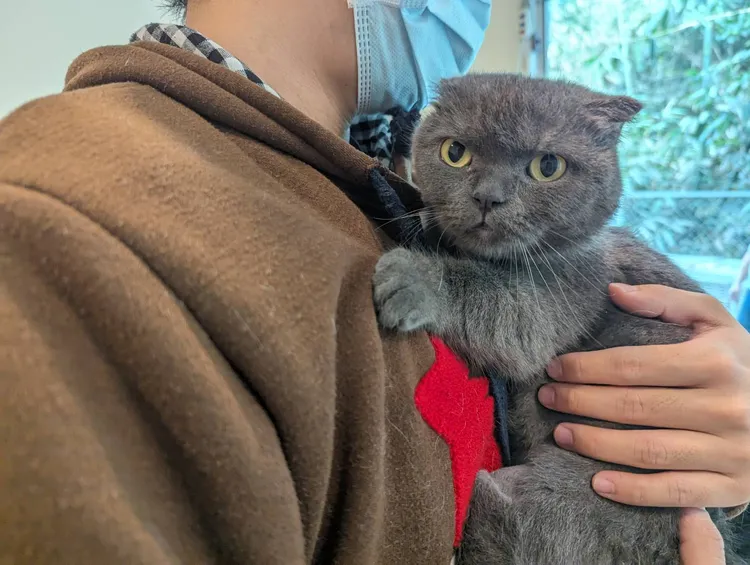 沒入貓咪將開放認養。縣府提供