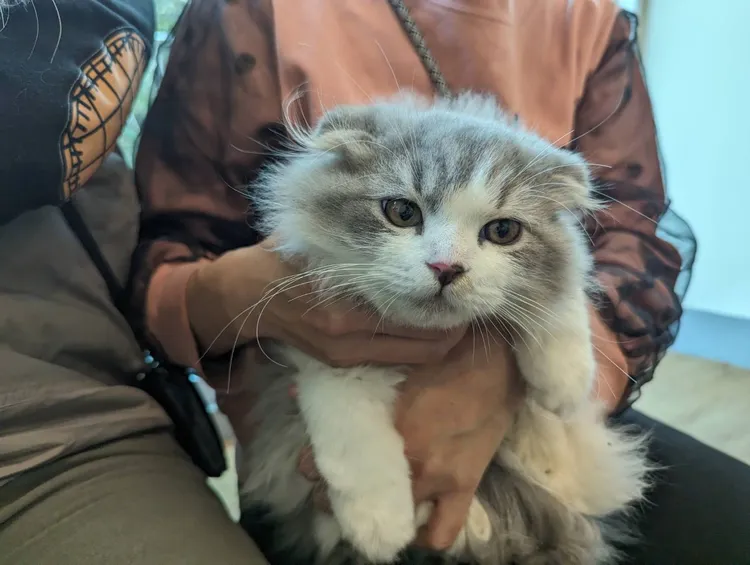 沒入貓咪將開放認養。縣府提供