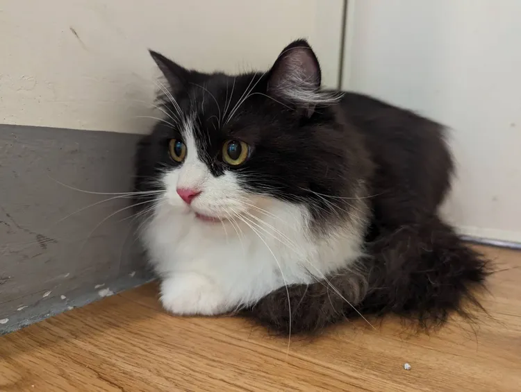 沒入貓咪將開放認養。縣府提供