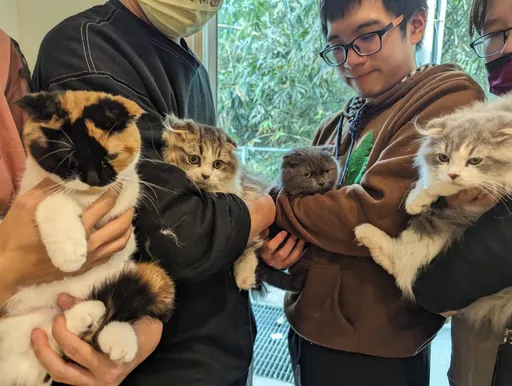 可愛喵星人引貓奴暴動！嘉縣府開放網路認養　這一天公開直播抽籤