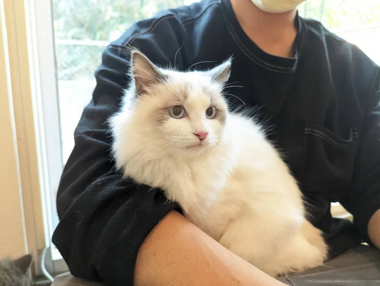 沒入貓咪將開放認養。縣府提供