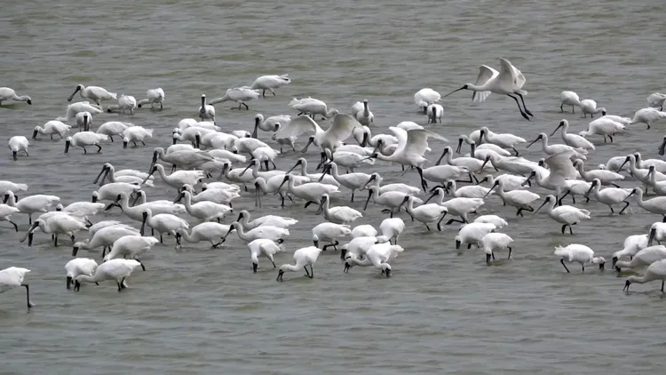 布袋鹽田的冬候鳥數量高達3萬到4萬隻次，是全台灣冬候鳥最多、最重要的濕地環境。高雄鳥會提供