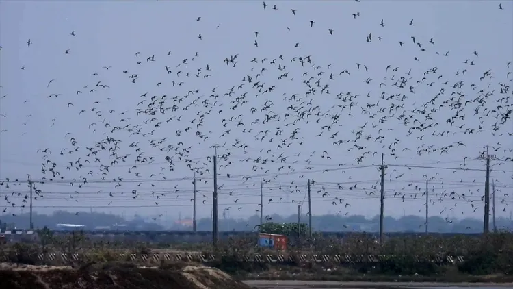 布袋鹽田是全台灣冬候鳥最多、最重要的濕地環境。高雄鳥會提供