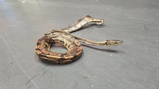 捐二手沙發坐墊驚現壓扁蛇屍 自己也傻眼「我家根本沒養蛇」