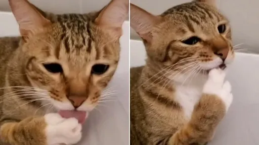 舔一舔再咬一咬 猫咪含爪「啾咪」太萌了