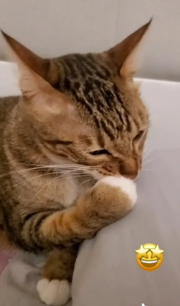 貓咪舔手畫面好療癒！。TikTok@yoona2929 提供