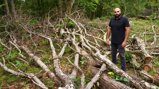 豪宅主人為美景濫砍鄰居32棵樹 恐付出3200萬元代價