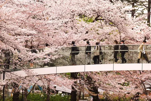 東京櫻花最快3/17開　氣溫偏暖、春天可能提前報到